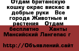 Отдам британскую кошку окрас вискас в добрые руки - Все города Животные и растения » Отдам бесплатно   . Ханты-Мансийский,Лангепас г.